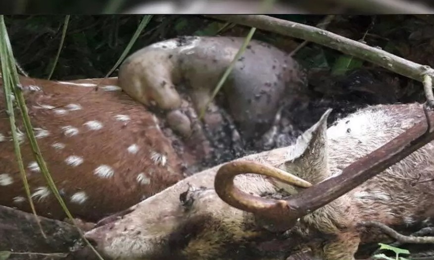 Deer Death : अंबिकापुर में बड़ा वन्यजीव हादसा…! बाड़े में घुसकर कुत्तों ने किया हमला…15 हिरणों की मौत…जांच के आदेश