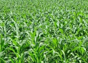 Jashpur Farmer’s : मक्का की खेती से किसान को बड़ा मुनाफा… जल संरक्षण के साथ बढ़ी आय… 88 हजार से अधिक की शुद्ध कमाई