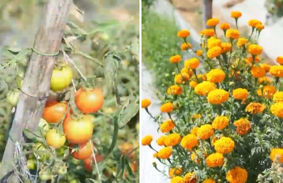 Modern Technology से खेती का नया मॉडल…जशपुर के किसान मुकेश कुजूर की सफलता कहानी