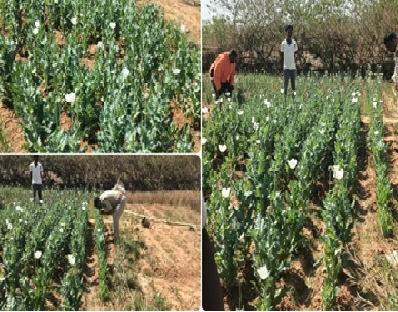 Opium Cultivation in CG : रायगढ़ के लैलूंगा के नवीन घटगांव में अफीम के खेत…! मौके पर पुलिस टीम रवाना