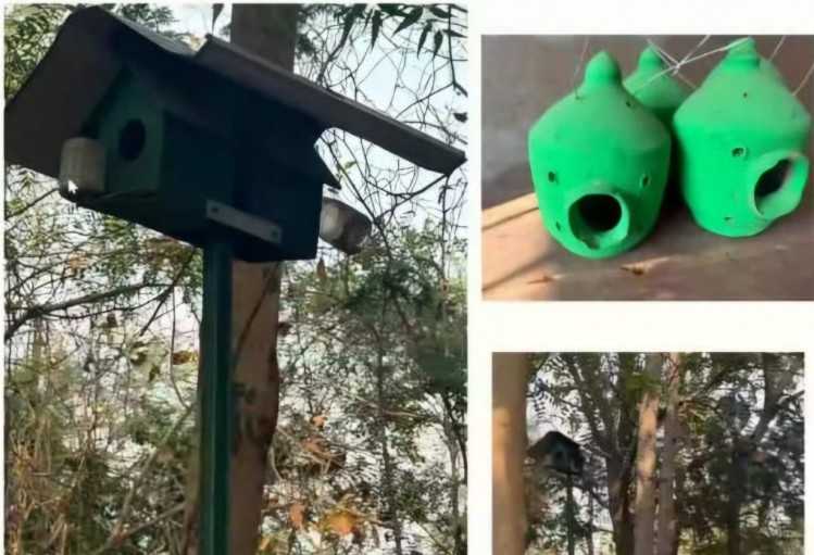 World Sparrow Day पर वेबीनार…नन्हीं चिड़िया के संरक्षण को लेकर बढ़ी जागरूकता