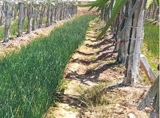 National Horticulture Mission : पारंपरिक खेती से उन्नत खेती की ओर सफल बदलाव…ड्रेगन फ्रूट की उन्नत खेती से उत्पादन में उल्लेखनीय वृद्धि