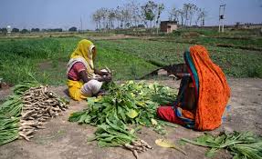 PM Food Provider Income Protection Campaign : दलहन-तिलहन की MSP पर खरीदी…31 मार्च तक पंजीयन अनिवार्य