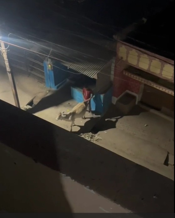 Animal Abuse : रायपुर में शर्मनाक वारदात…! पशु के साथ अनाचार करते युवक गिरफ्तार…यहां देखें VIDEO