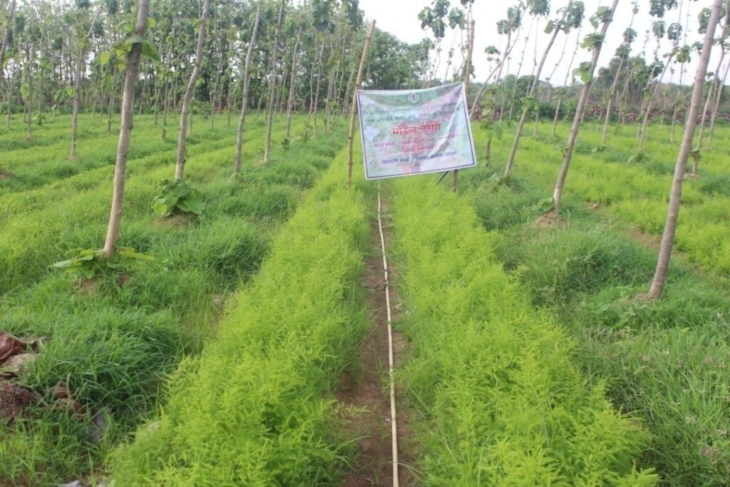 Cultivation of Medicinal Plants : कम लागत में अधिक मुनाफे का नया जरिया… किसानों के लिए बढ़ता आकर्षण