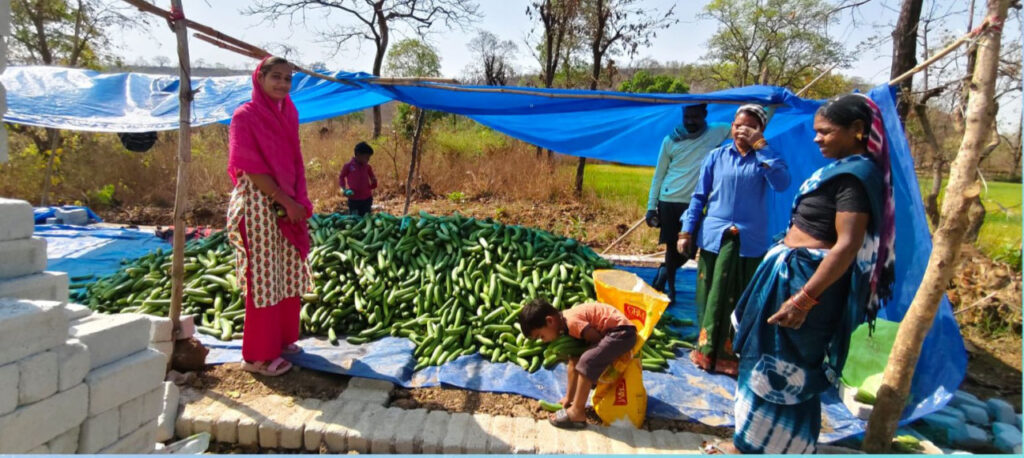 CG Bihaan : खीरा की खेती से बदली किस्मत… सुभद्रा बनीं ‘लखपति दीदी’