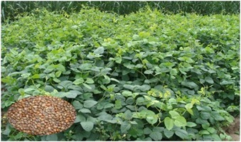 Green Manure : मिट्टी की सेहत बचाने का मंत्र… किसानों को हरी खाद अपनाने की सलाह