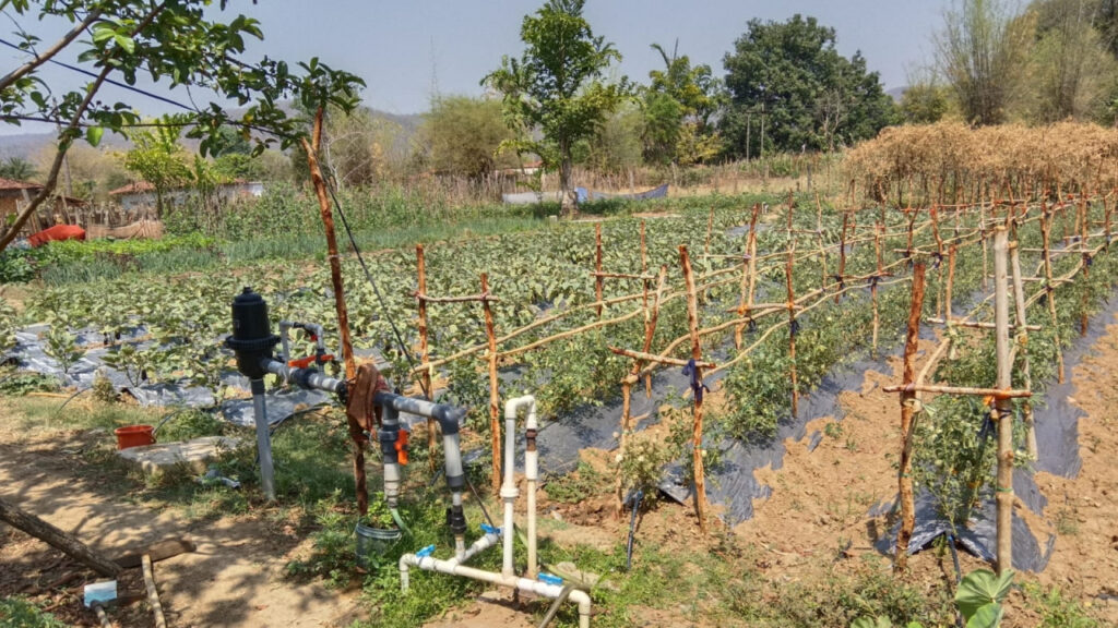 Didi ke Bakhri से बदली तस्वीर… कांकेर की महिलाएं बन रहीं आत्मनिर्भर और सशक्त