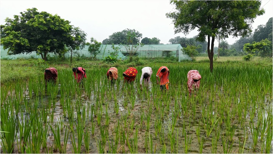 Herbal Farming : हर्बल खेती को बढ़ावा… महिलाओं को आत्मनिर्भर बनाने की पहल… महिला सशक्तिकरण की दिशा में बड़ा कदम