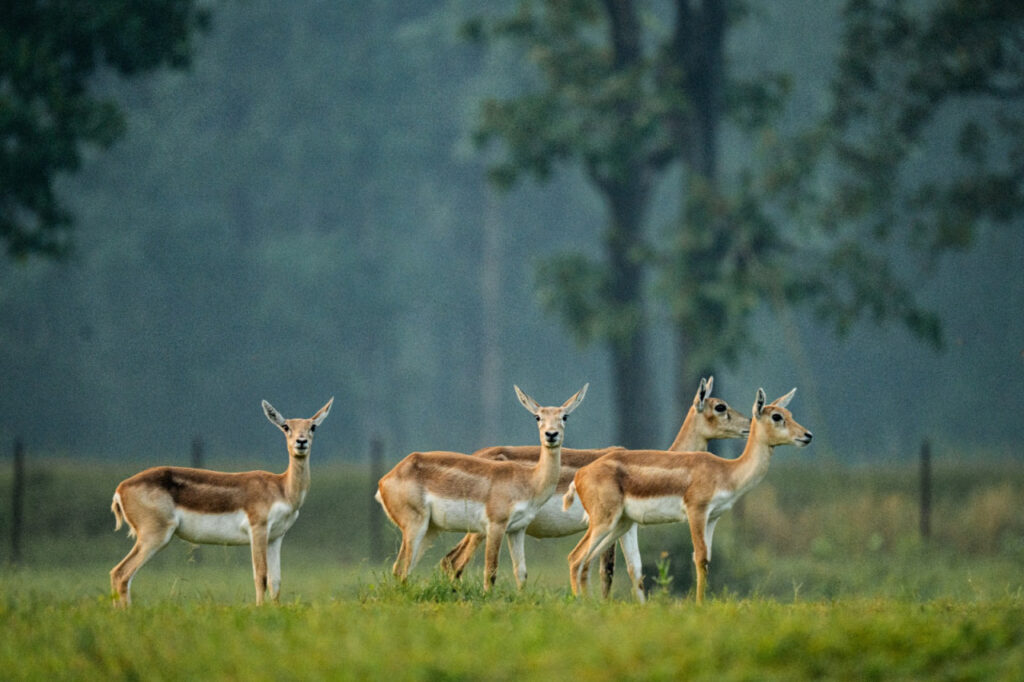 Barnawapara Sanctuary बना सफलता की मिसाल… विलुप्ति के कन्या से पुनर्वास तक का सफर