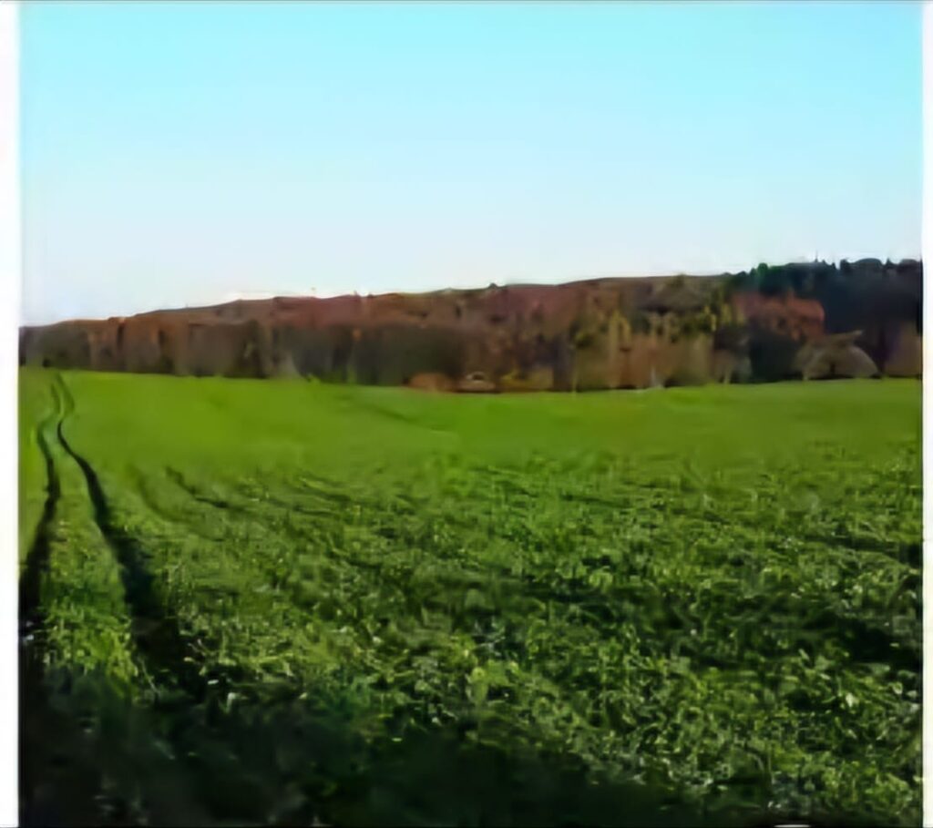 Green Manure : जशपुर में हरी खाद को बढ़ावा… टिकाऊ खेती की ओर बढ़ते कदम… जैविक खेती को मिल रहा प्रोत्साहन