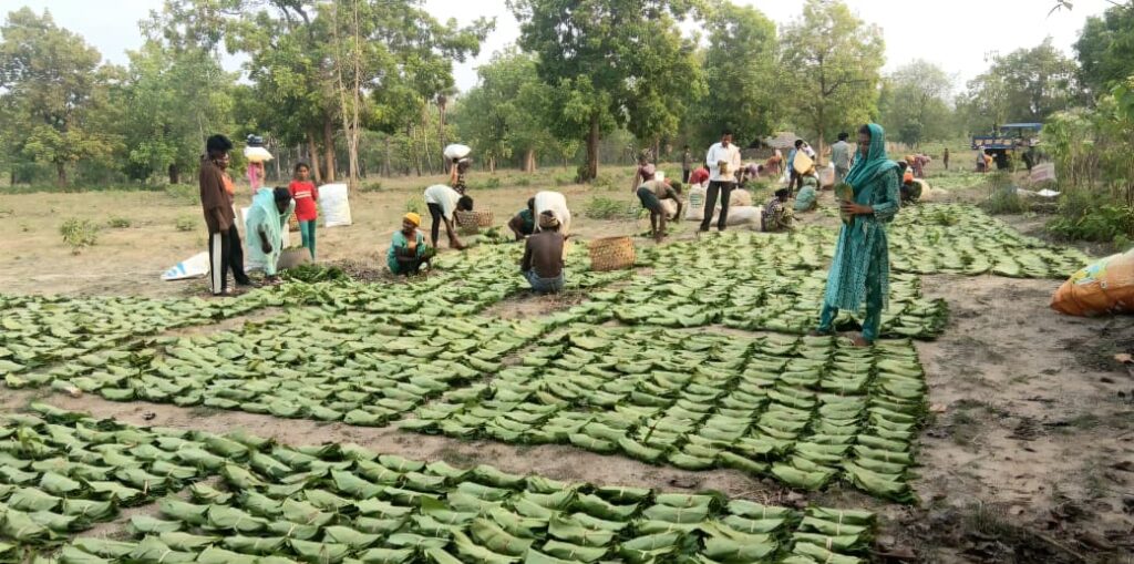 Minor Forest Produce : तेंदूपत्ता संग्रहण सुचारू…  बंद होने की खबरें गलत-वन विभाग… 727 फड़ों में से 350 में शुरू हुआ संग्रहण