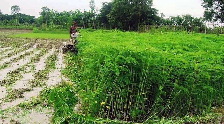 Sustainable Farming : टिकाऊ खेती की ओर बढ़ता छत्तीसगढ़… हरी खाद से सुधरेगी मिट्टी… बढ़ेगी किसानों की आय… भविष्य की खेती का मजबूत आधार