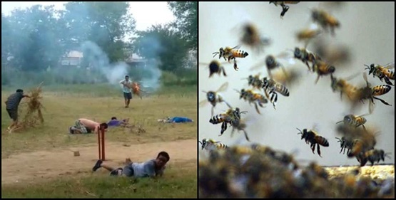 Bee Attack in Company Garden : सुबह-सुबह दहशत…! कंपनी गार्डन में मधुमक्खियों का अटैक…भगदड़ में लोग घायल