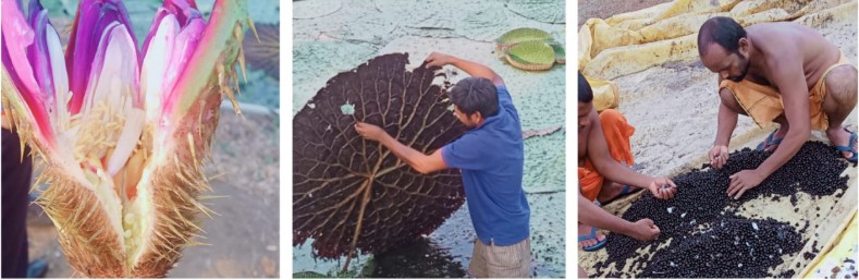 Makhana Farming : छत्तीसगढ़ में मखाना खेती का बढ़ता रुझान… किसानों के लिए बन रहा लाभकारी विकल्प और नई उम्मीद की फसल