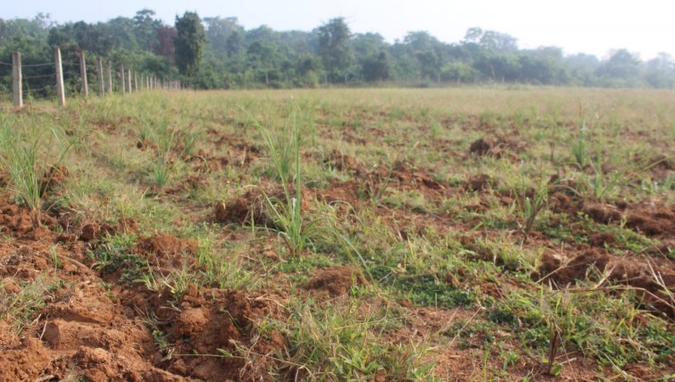 LemonGrass Farming :  से किसानों को कम लागत में अधिक लाभ… सरकार की नई पहल से किसानों को मिलेगा सहारा