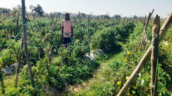 Farm Innovation : आधुनिक से किसानी की आय में कई गुना बढ़ोतरी… बागवानी विज्ञान की ओर से उन्नत कदम