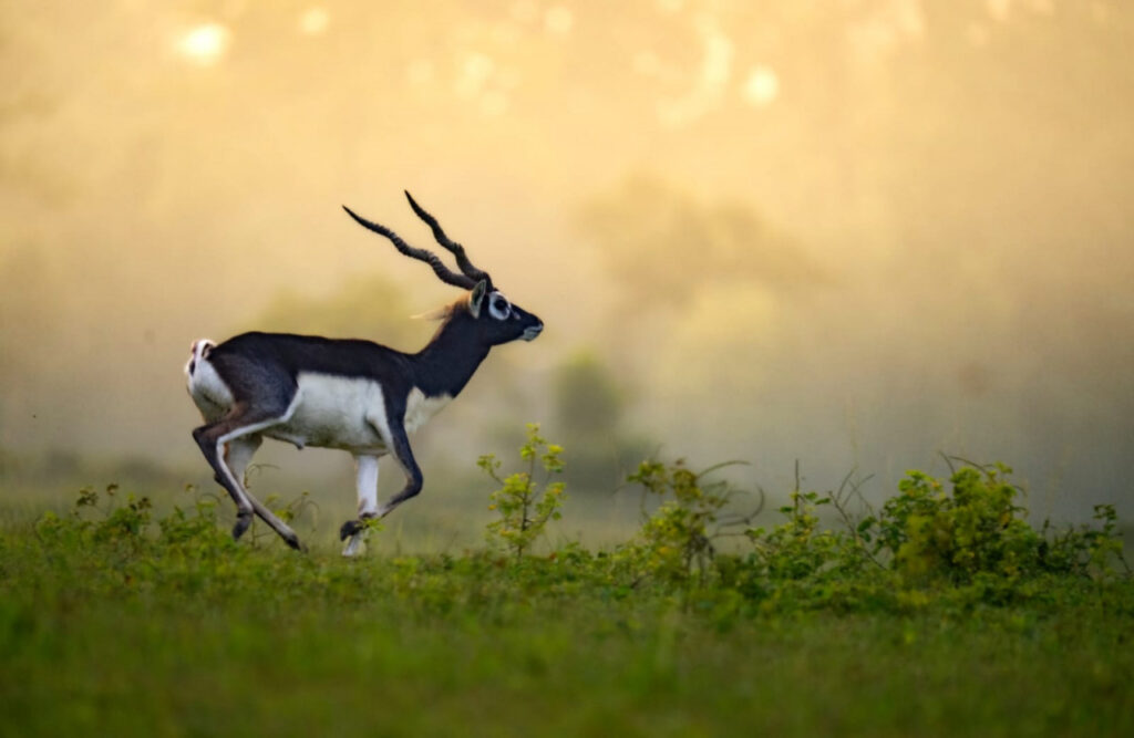 Mann KI Baat से राष्ट्रीय पहचान तक… बारनवापारा में काले हिरणों की वापसी बनी मिसाल