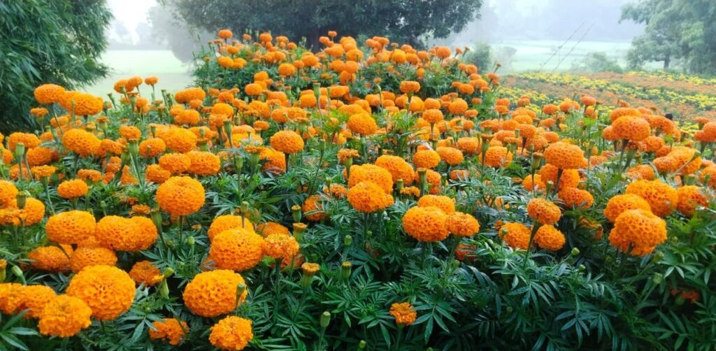 Agri Innovation : धान की सीमित आय से फूलों की खेती तक… किसान ने बदली अपनी किस्मत की दिशा… 22 हजार से 3 लाख तक का सफर, गेंदा उत्पादन ने दिलाई बड़ी सफलता