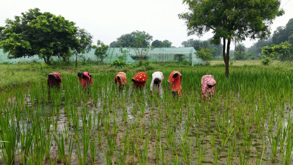 Medicinal Farming से बदल रही किसानों की तस्वीर… वच की खेती बन रही छत्तीसगढ़ के ग्रामीणों के लिए ‘हरा सोना