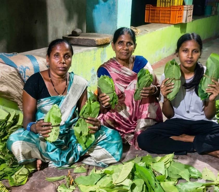 Green Gold बना ग्रामीणों की ताकत… बढ़ी तेंदूपत्ता दर से जंगलों में लौटी रौनक… 5500 रुपये प्रति मानक बोरा मिलने से संग्राहकों में बढ़ा उत्साह