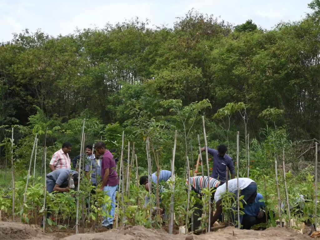 Miyawaki Forest तकनीक से हरित छत्तीसगढ़ की ओर बढ़ते कदम… बंजर भूमि को घने जंगलों में बदलने की दिशा में तेजी से बढ़ रहा वनीकरण अभियान