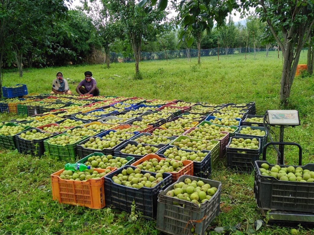 Jashpur की नाशपाती ने बदली किसानों की तकदीर… दूसरे राज्यों में बढ़ी मांग