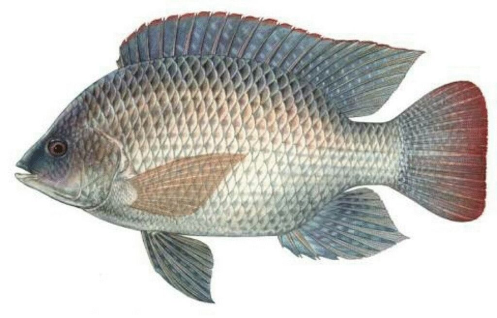 Aquaculture : ‘गिफ्ट तिलापिया की वैज्ञानिक खेती’ पर रायपुर में होगा चिंतन शिविर