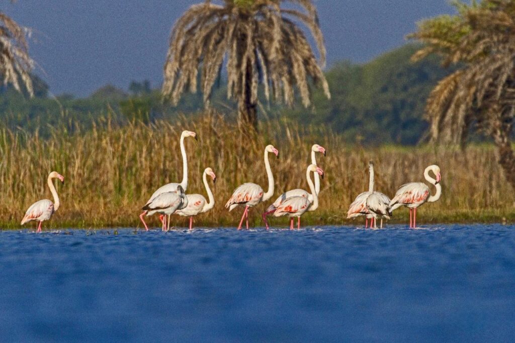 Kopra Reservoir बना छत्तीसगढ़ में पर्यावरण संरक्षण की नई पहचान… सतत विकास का उभरता राष्ट्रीय मॉडल