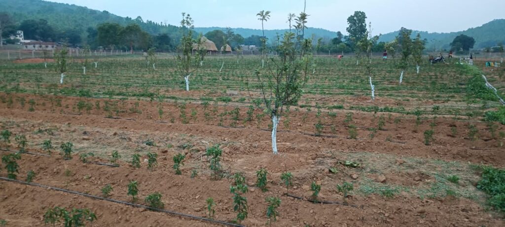 Tribal Farmers : जशपुर के सेब से बदल रही किसानों की तकदीर… पारंपरिक खेती से आगे बढ़कर फल उत्पादन में बना नई पहचान का केंद्र
