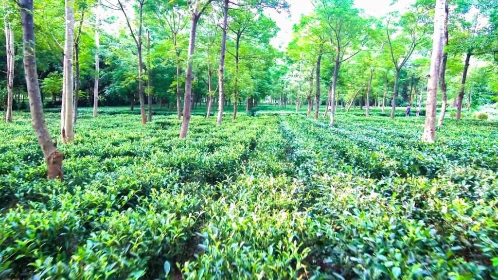 Jashpur के किसान खेती में बना रहे हैं अलग पहचान… परंपरागत खेती से आगे बढ़कर उद्यानिकी और नकद फसलों की ओर बढ़ रहे कदम
