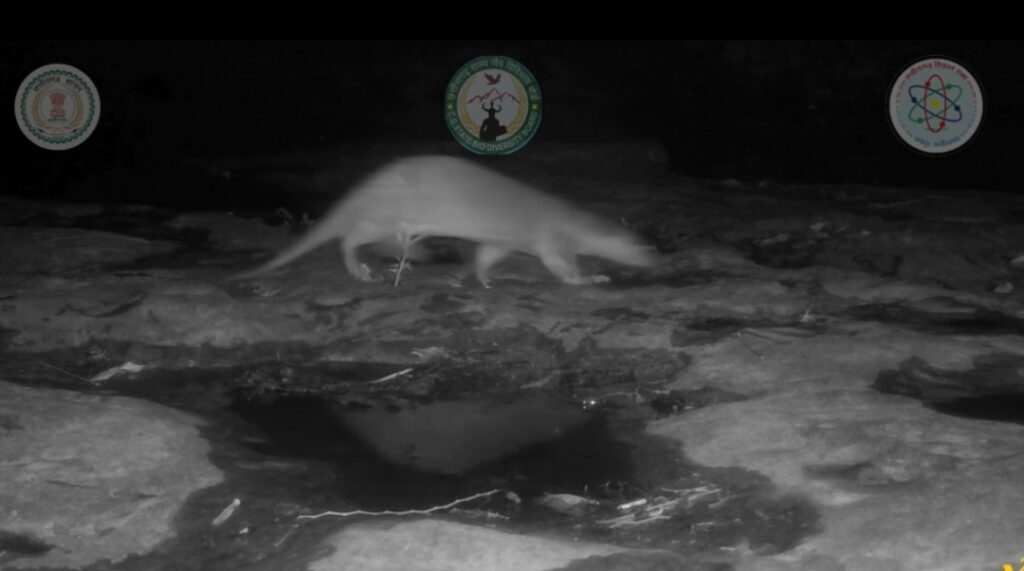 Udanti-Sitanadi Tiger Reserve : विश्व ऊदबिलाव दिवस पर विशेष… उदंती-सीतानदी टाइगर रिजर्व में ऊदबिलाव की मौजूदगी के मिले प्रमाण