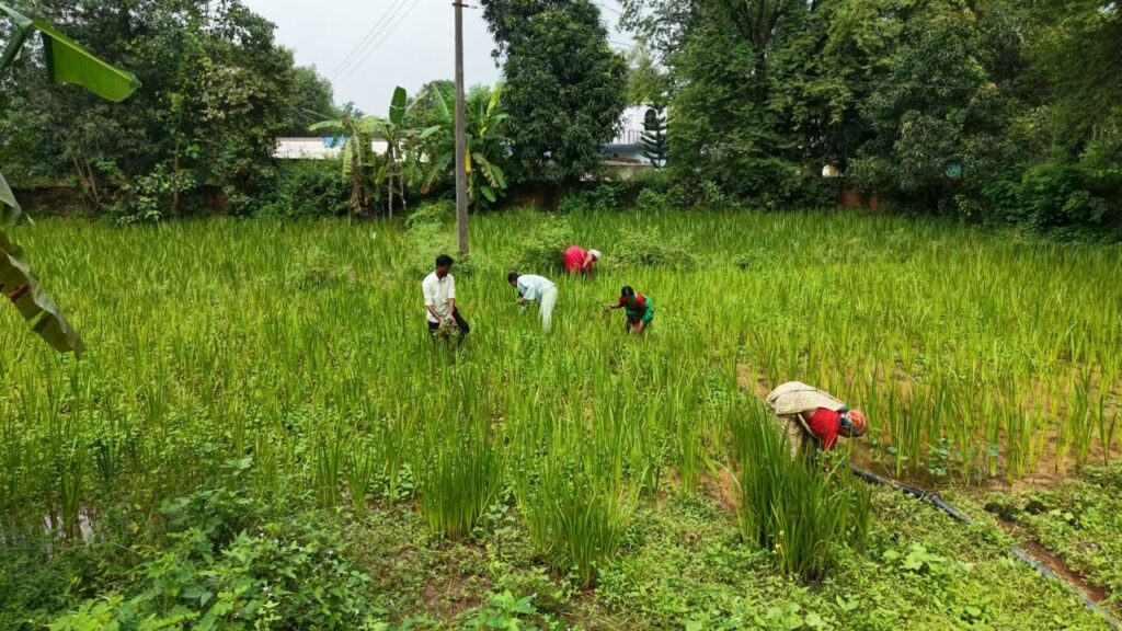 Paddy Diversification Model से बदली किसानों की तकदीर… धान की जगह औषधीय खेती से बढ़ी किसानों की आय