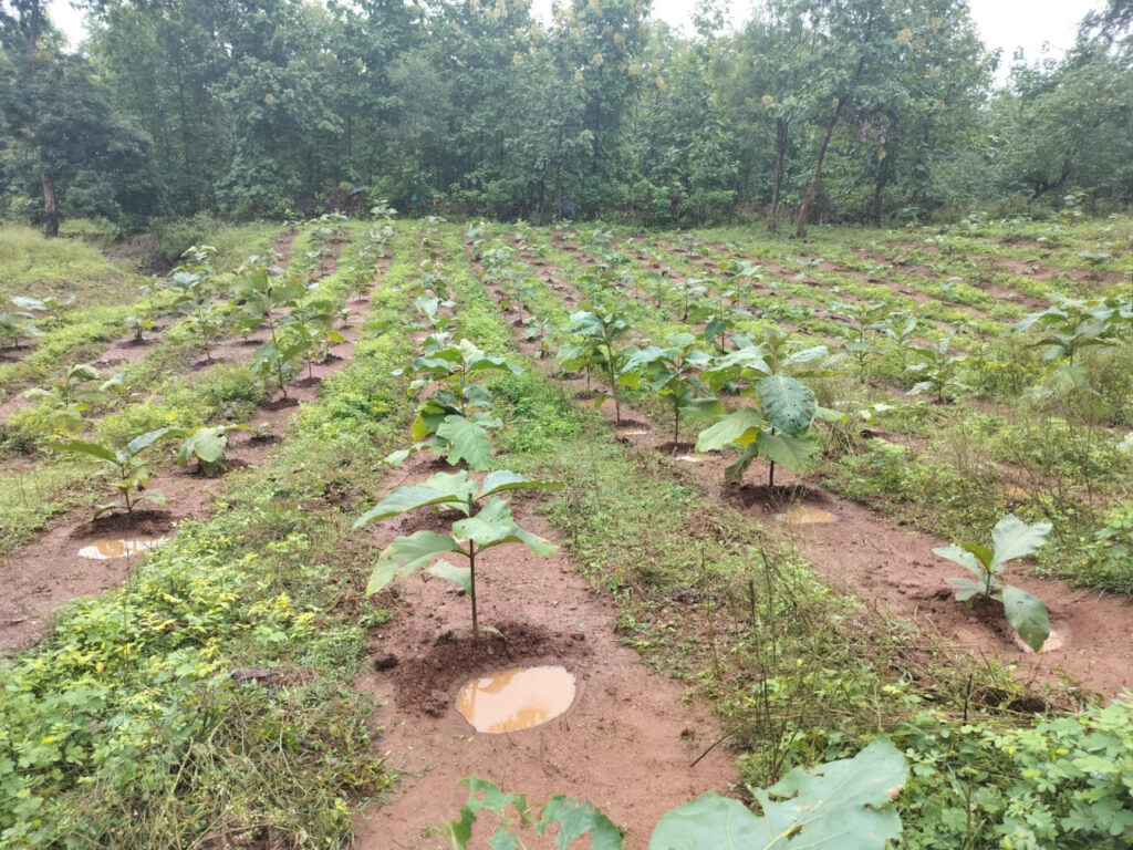 Green Chhattisgarh : हरियाली की ओर बढ़ते कदम… कवर्धा में वृहद वृक्षारोपण बना पर्यावरण संरक्षण का मजबूत आधार