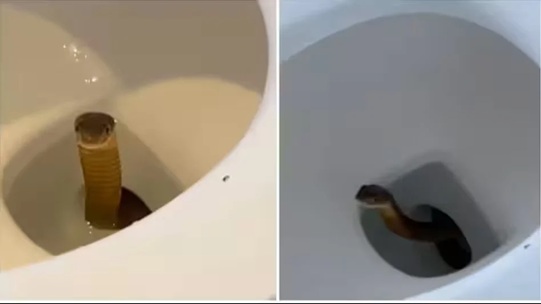 King Cobra  in Toilet : टॉयलेट फ्लश करते ही बाहर निकला किंग कोबरा…! होटल में मचा हड़कंप…देखें यहां वायरल VIDEO