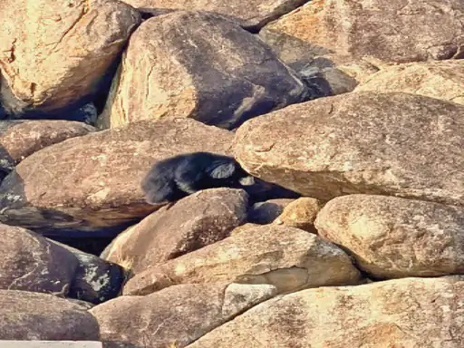 Bear Rescue : कांकेर के जंगलों में दिखी ‘जानवरों के बीच इंसानियत’…! पत्थरों में फंसे शावक की चीख सुन दौड़े दूसरे भालू…खुद ही किया ‘रेस्क्यू ऑपरेशन’
