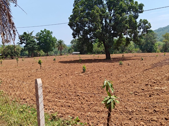 MGNREGA : नारायणपुर में फलदार क्रांति का नया अध्याय… मनरेगा ने किसानों के खेतों को बनाया आम के बागों में